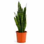 sansevieria zeylanisa