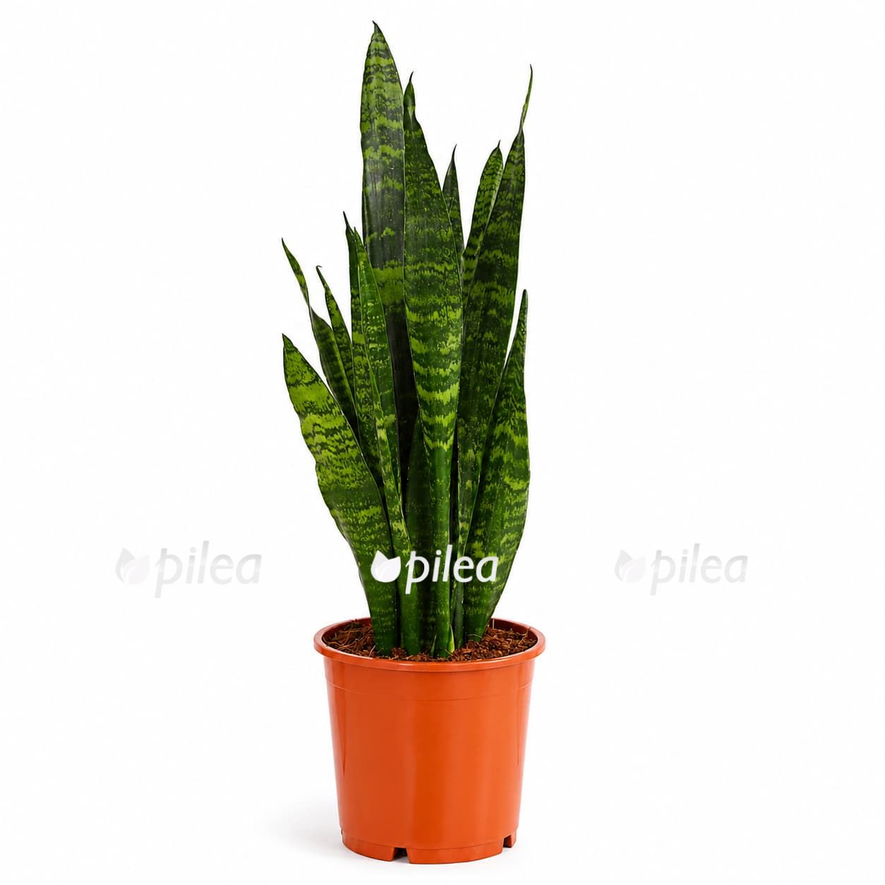 sansevieria zeylanisa
