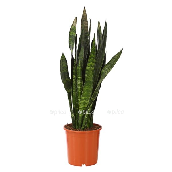 sansevieriablackcoralt2 e1610100453138