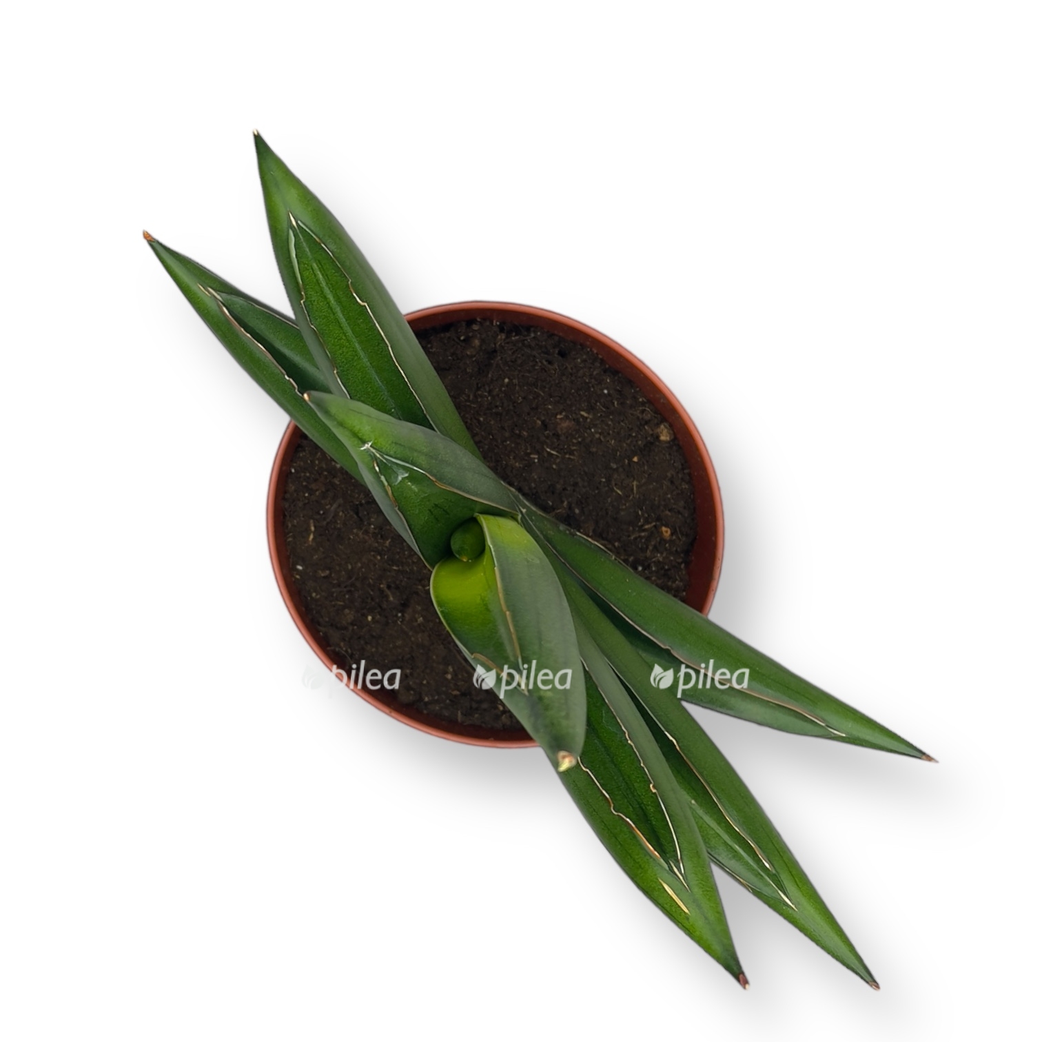 sansevieriya almond dzhejd 30 sm