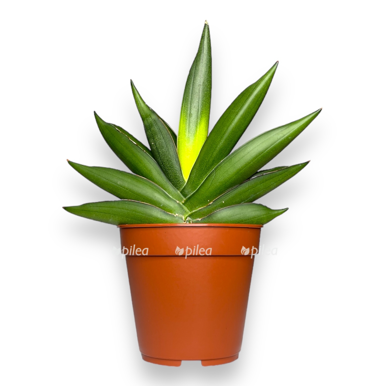 sansevieriya almond dzhejd