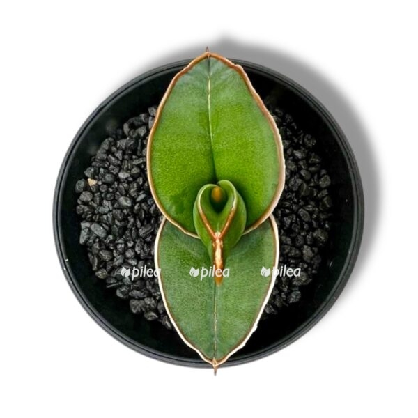 sansevieriya almond silver 1 e1743444198295