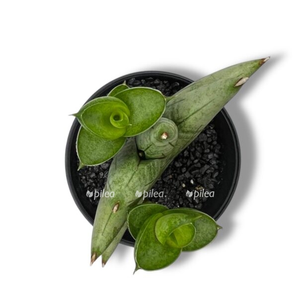 sansevieriya artistik fan e1743441024307