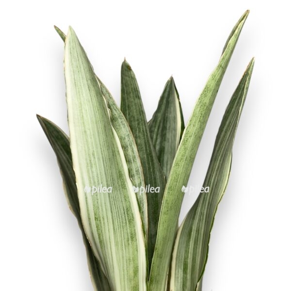 sansevieriya aubritiana metallika 2 e1728830781849