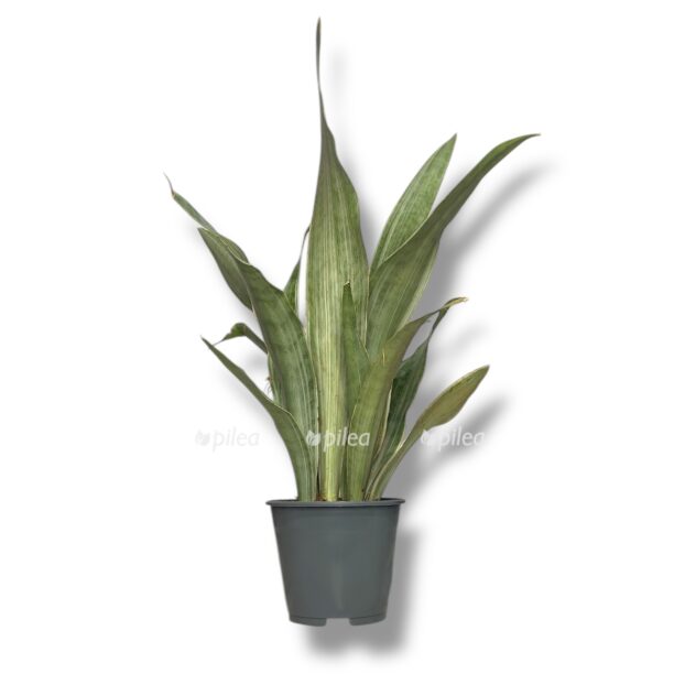 Сансевиерия Аубритиана Металлика купить