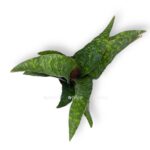 sansevieriya aubritniana dragon 1235 sm