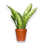 sansevieriya aubritniana dragon