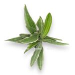 sansevieriya aubritniana sayuri e1706469245758