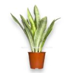 sansevieriya aubritniana sayuri e1706469257603