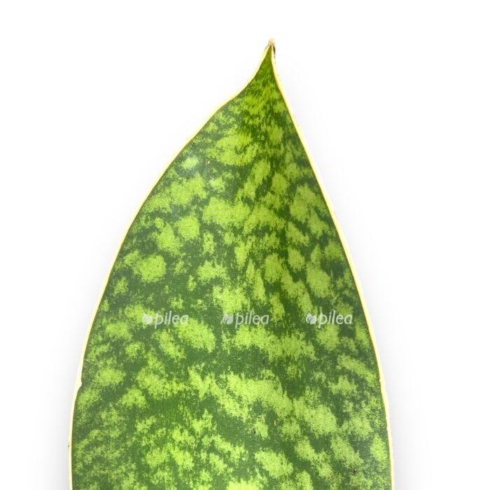 sansevieriya big lif 2 e1711048200325