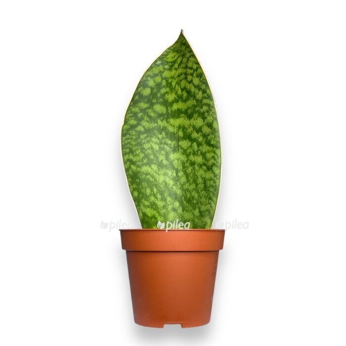 sansevieriya big lif e1711048187494