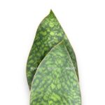 sansevieriya big livs grin 1 1 e1705166554761