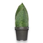 sansevieriya big livs grin e1705166545560