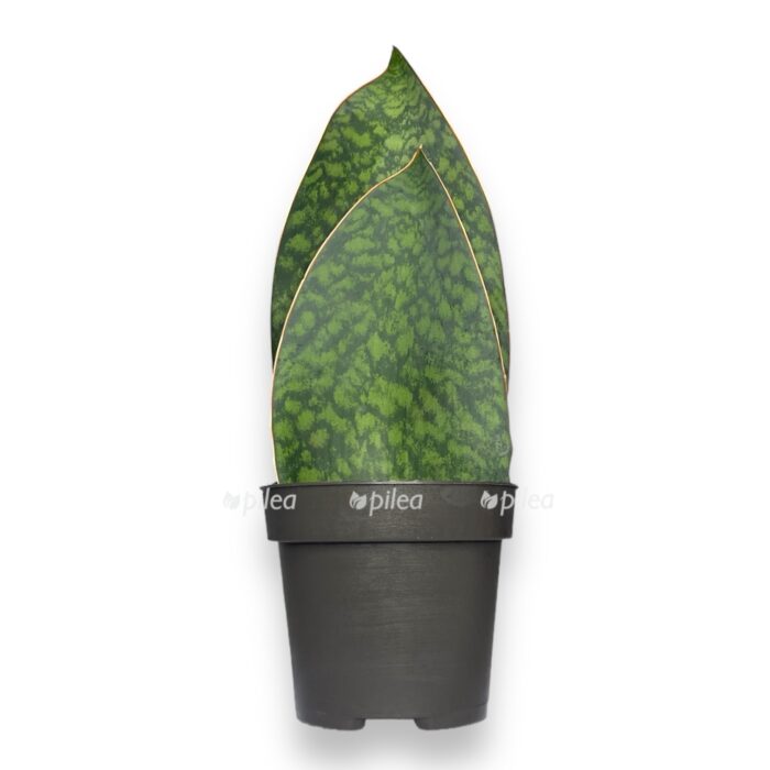 sansevieriya-big-livs-grin-e1705166545560.jpeg sansevieriya big livs grin e1705166545560