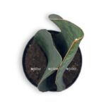 sansevieriya big livs grin e1705166565892