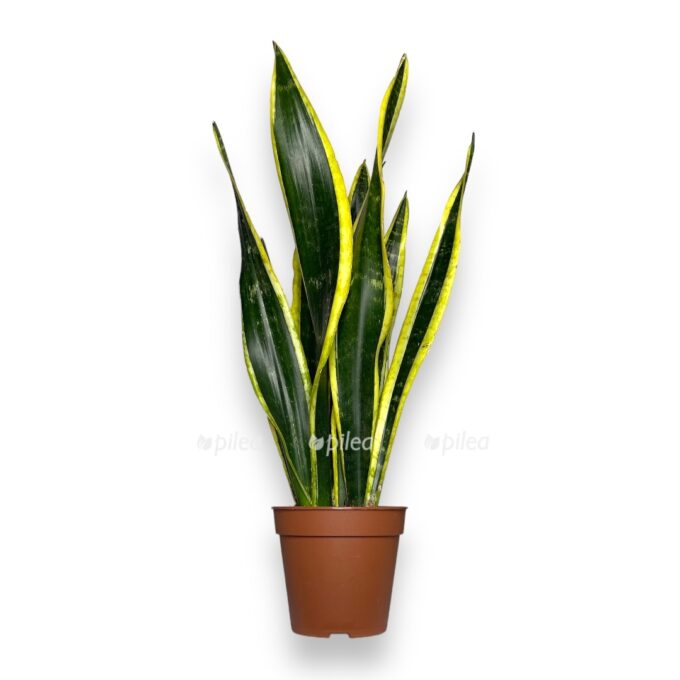 sansevieriya blek gold e1770105195700