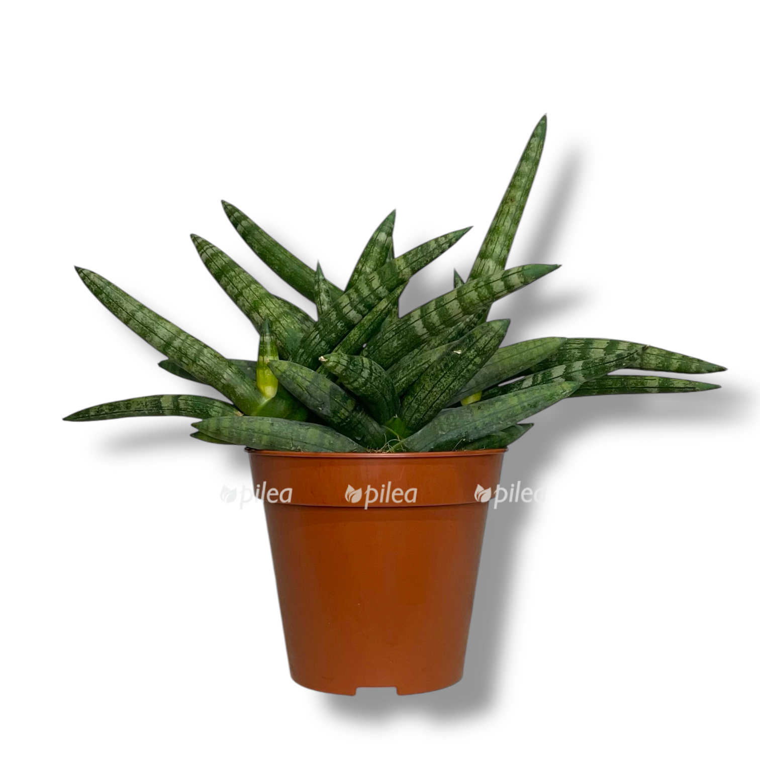 sansevieriya-bonnselensis-dvarf.png sansevieriya bonnselensis dvarf