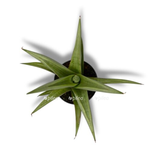 sansevieriya-chanin-e1744875627271.jpeg sansevieriya chanin e1744875627271