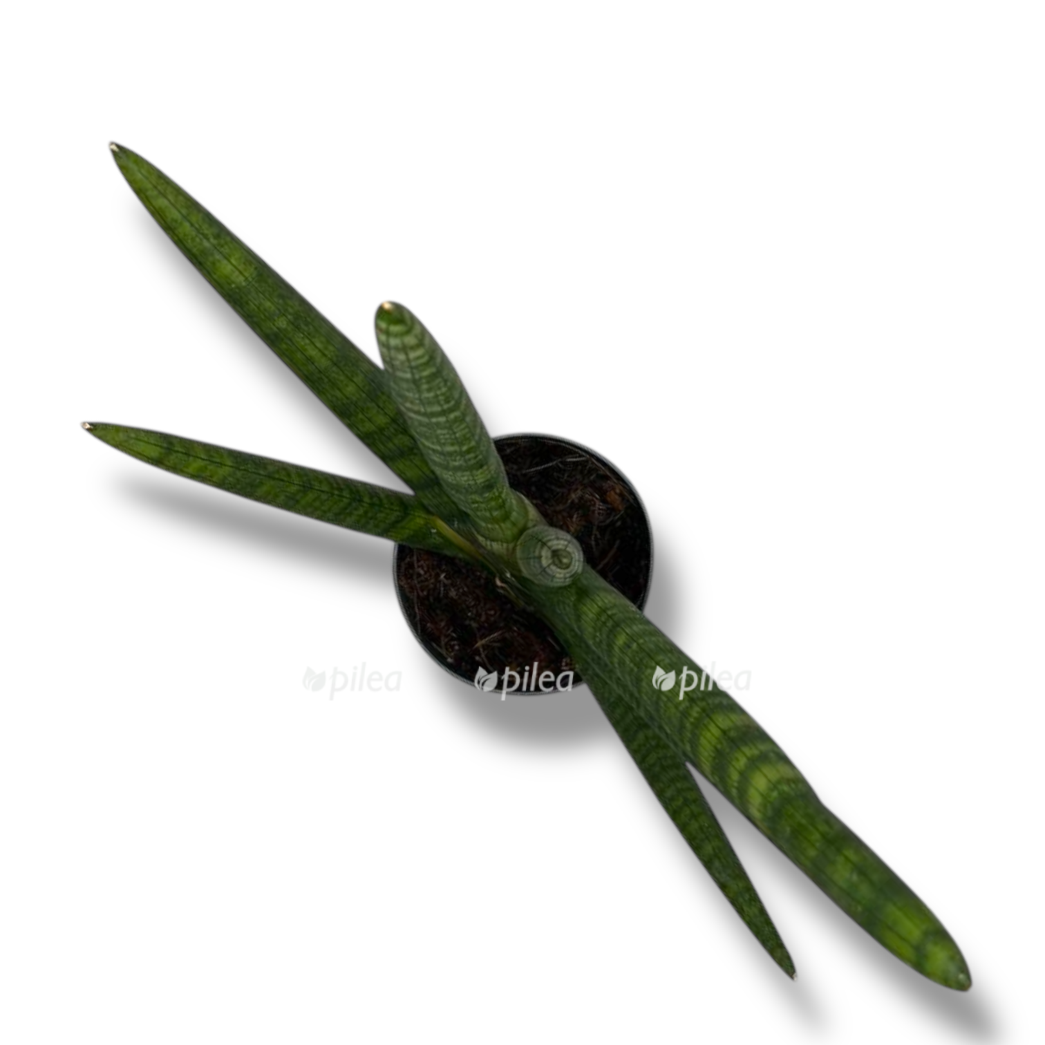 sansevieriya cilindrika handshejk