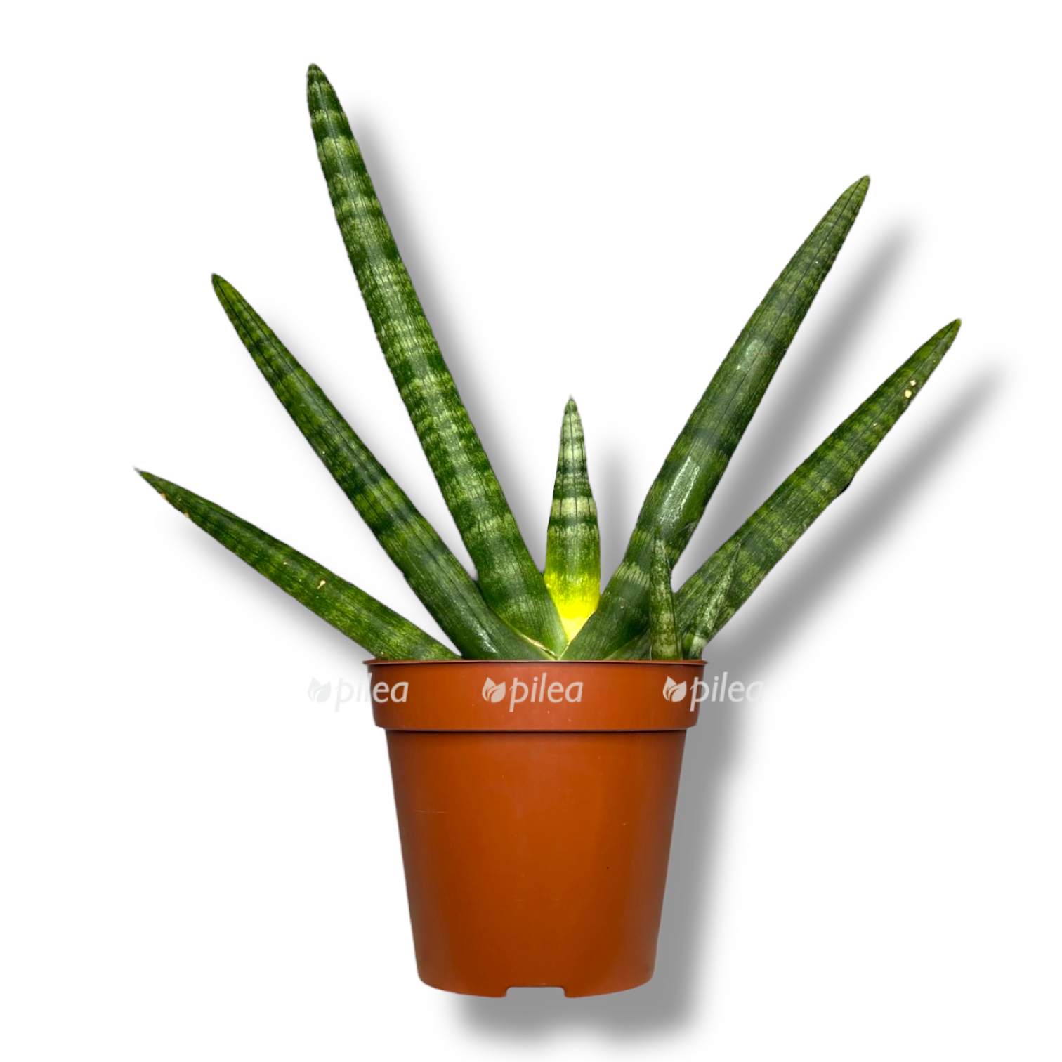 sansevieriya cilindrika handshejk