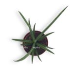sansevieriya cilindrika meduza