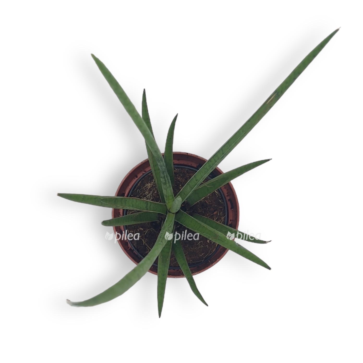 sansevieriya cilindrika meduza