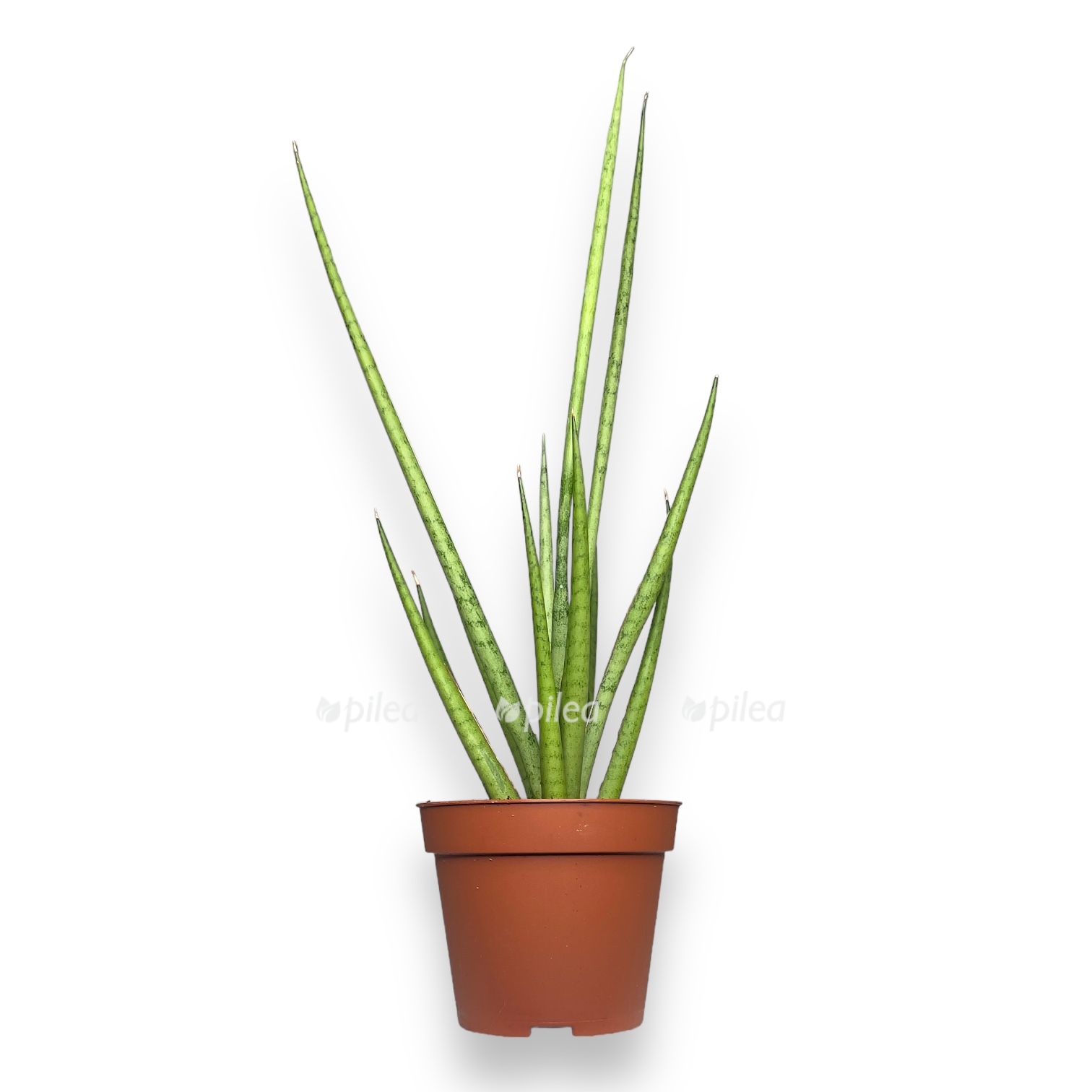 sansevieriya cilindrika meduza