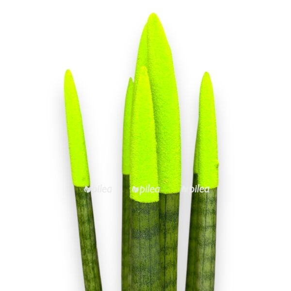 sansevieriya cilindrika velvet 1 1 e1728932102755