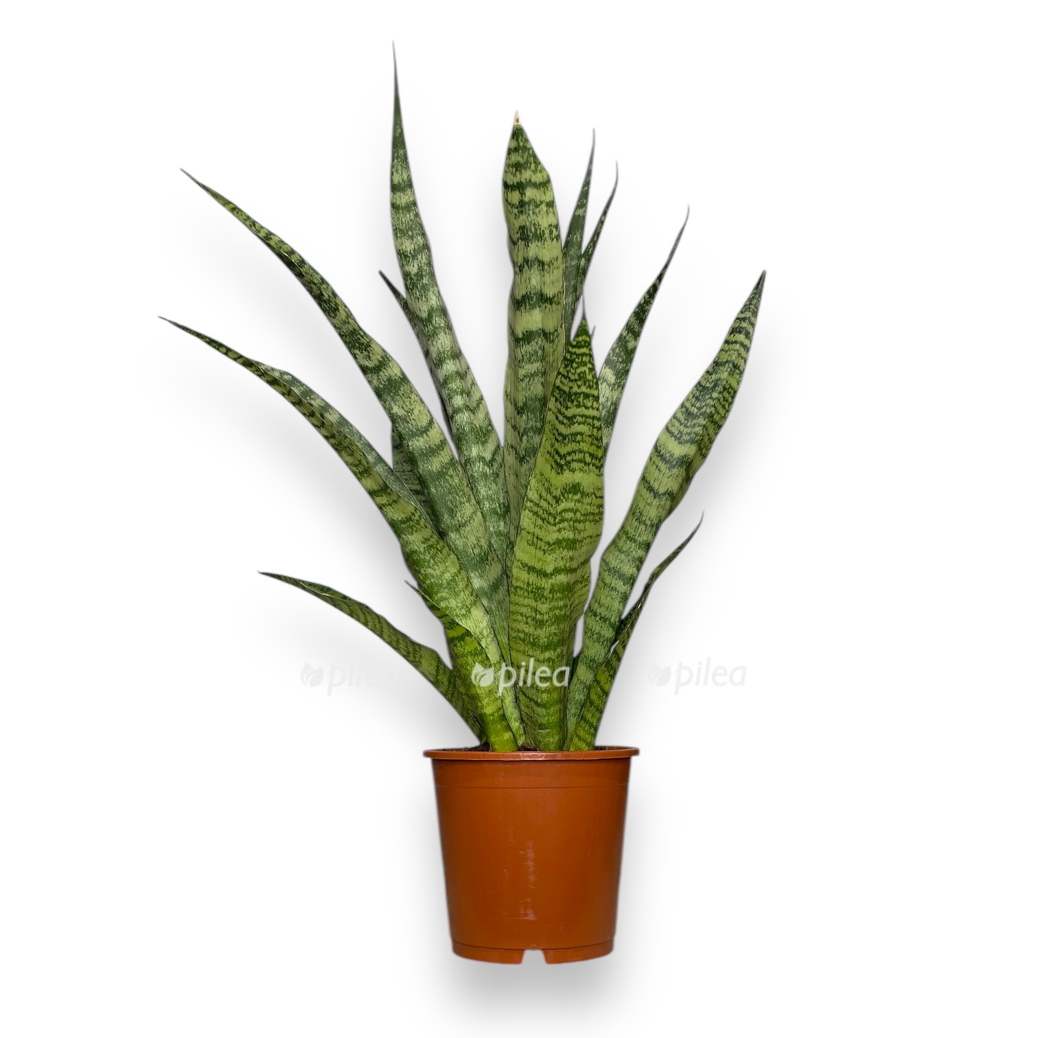 sansevieriya dajmond grin