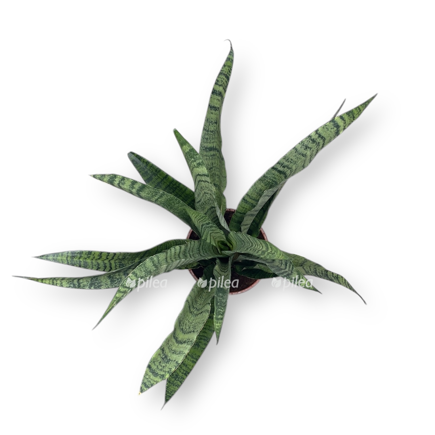 sansevieriya dajmond grin 1 1