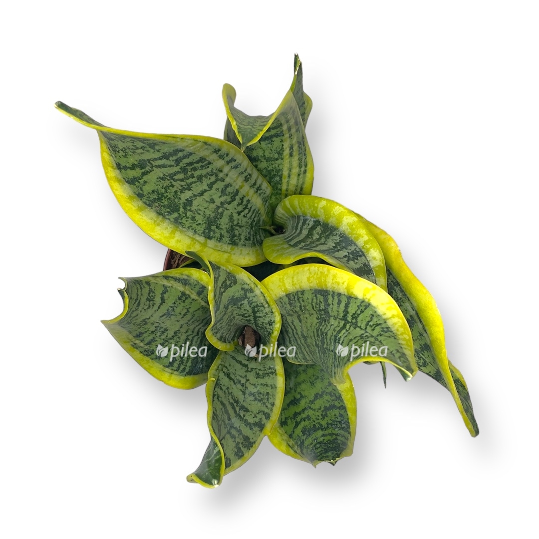 sansevieriya dragon tongu