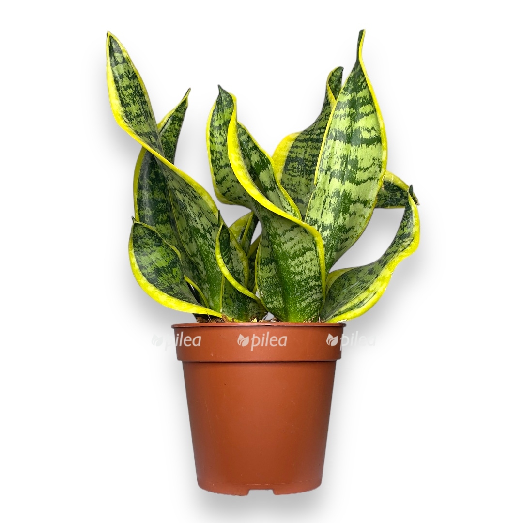 sansevieriya dragon tongu