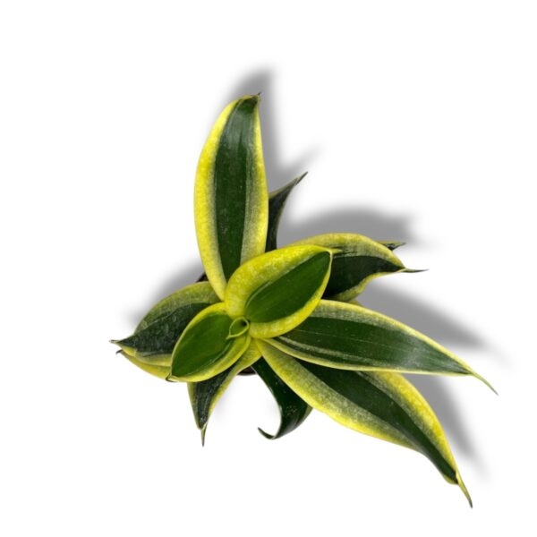 sansevieriya dzhejd hanni e1744436076763