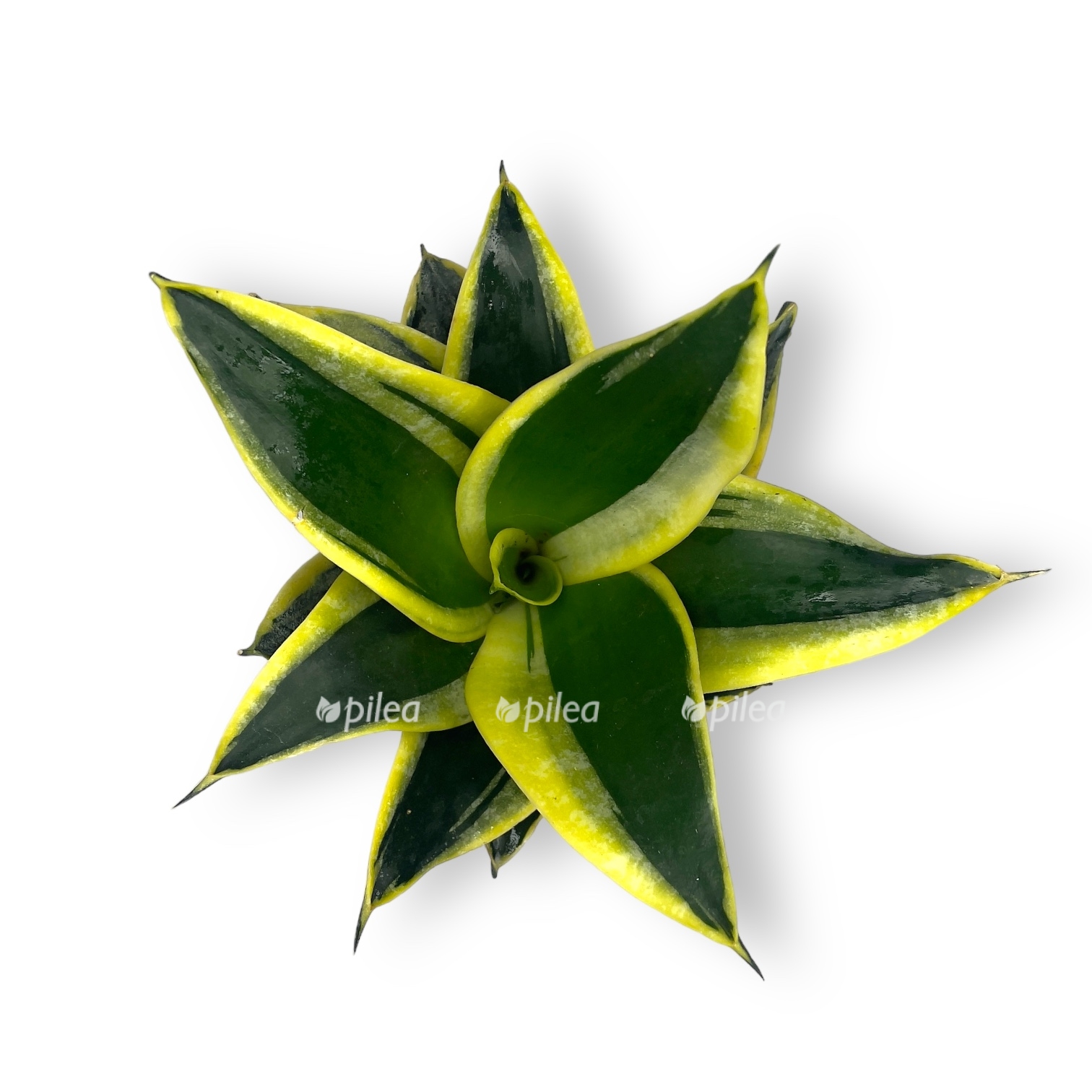 sansevieriya dzhejd hanni pagoda