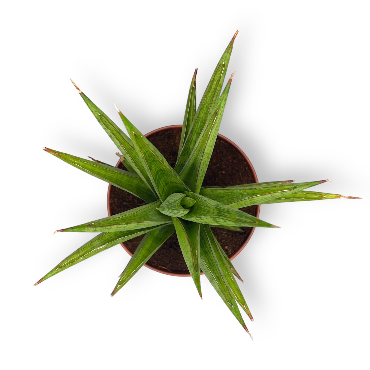 sansevieriya dzhul kraun 30 sm