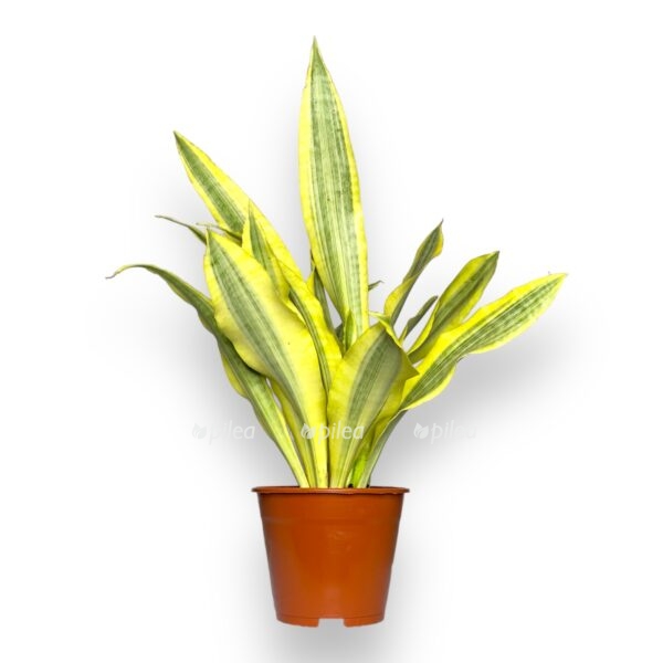sansevieriya ellou stoun e1767591155982
