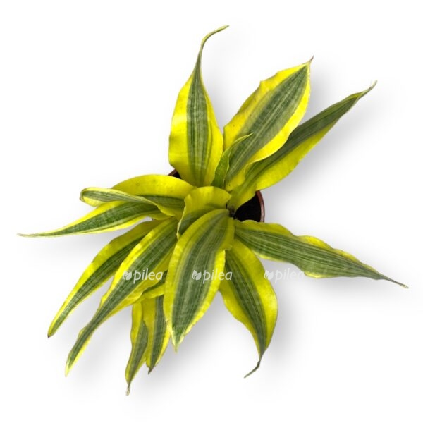 sansevieriya ellou stoun e1767591162655