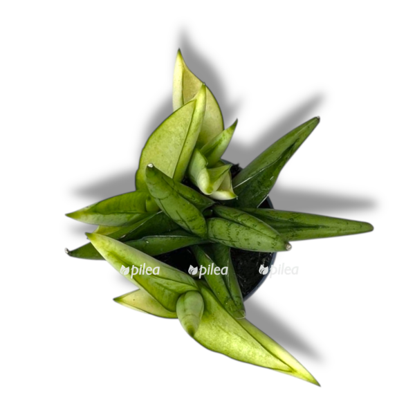 sansevieriya ellou tip kroun e1758345480981