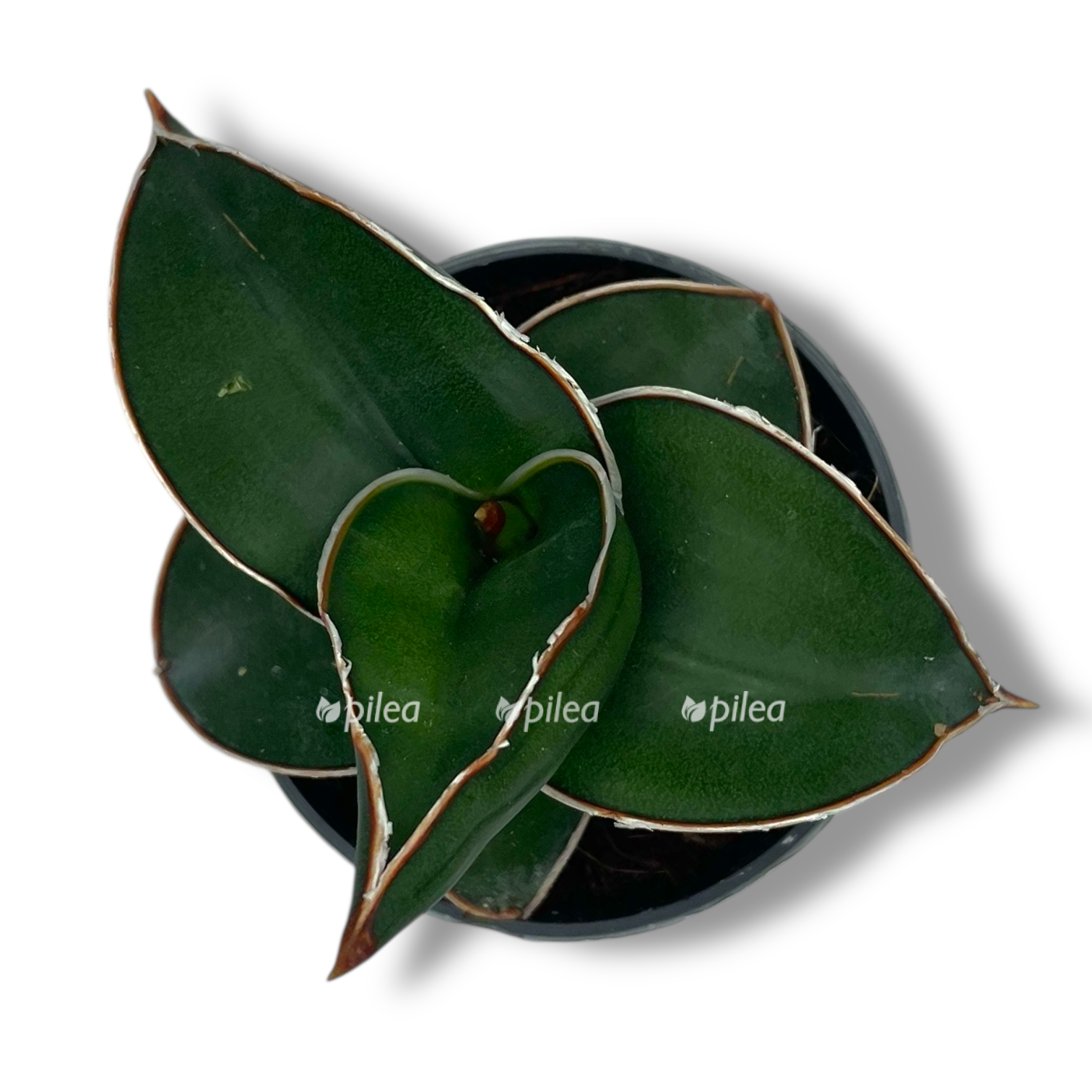 sansevieriya erenburga samuraj