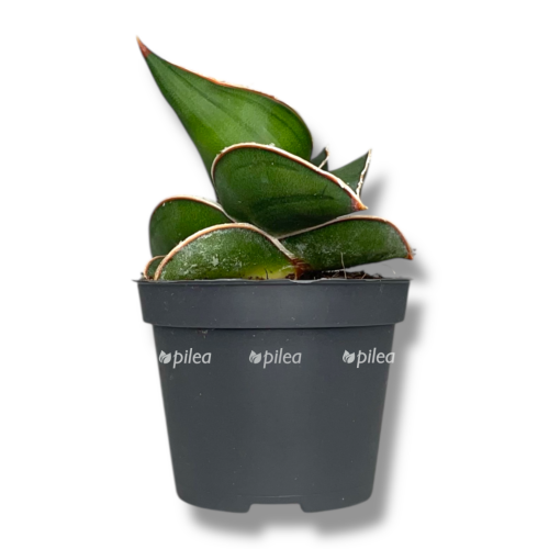 Сансевиерия Эренбурга Самурай купить