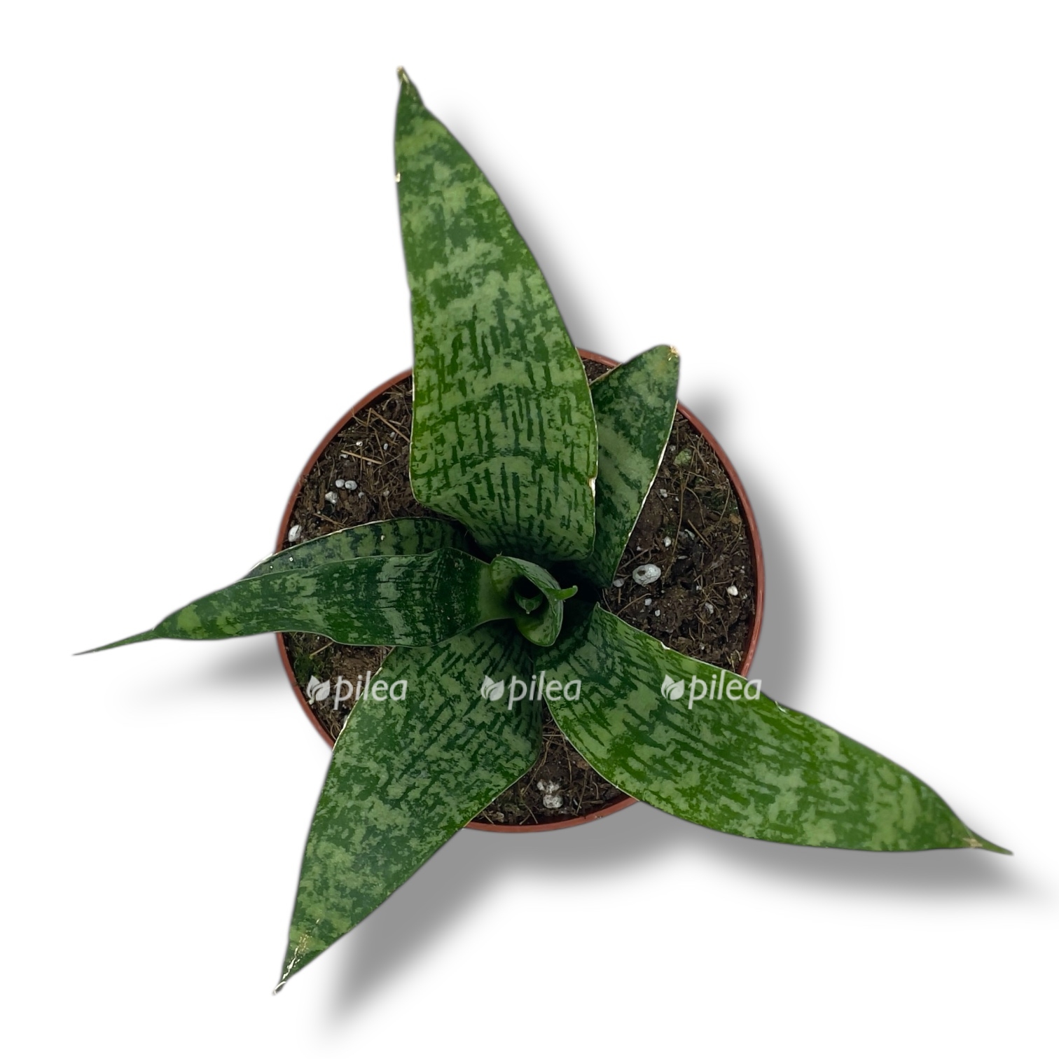 sansevieriya everest