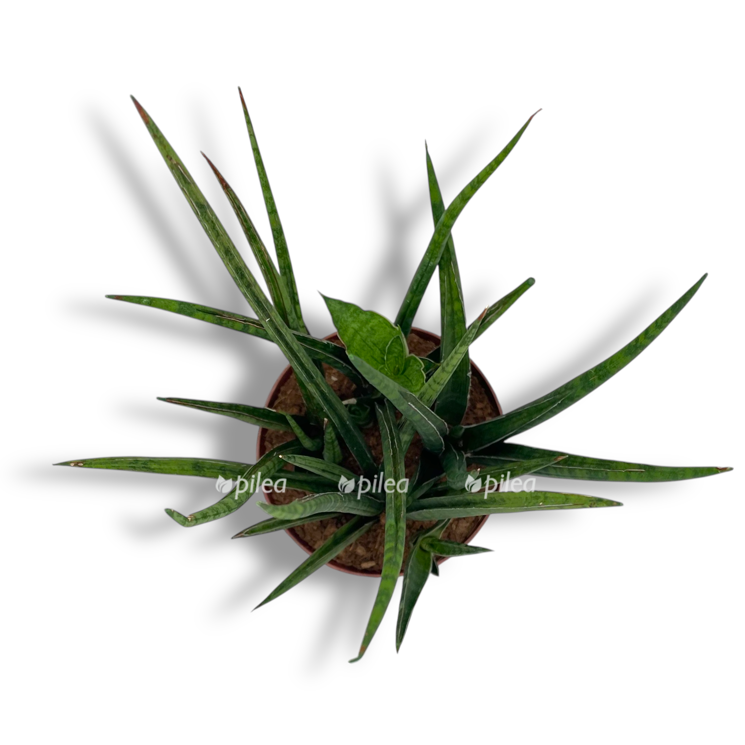 sansevieriya fernvud pank