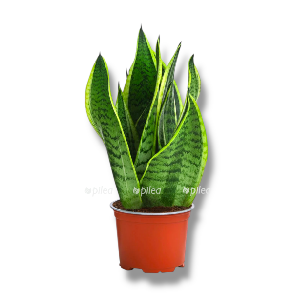 sansevieriya futura superba e1758432316818