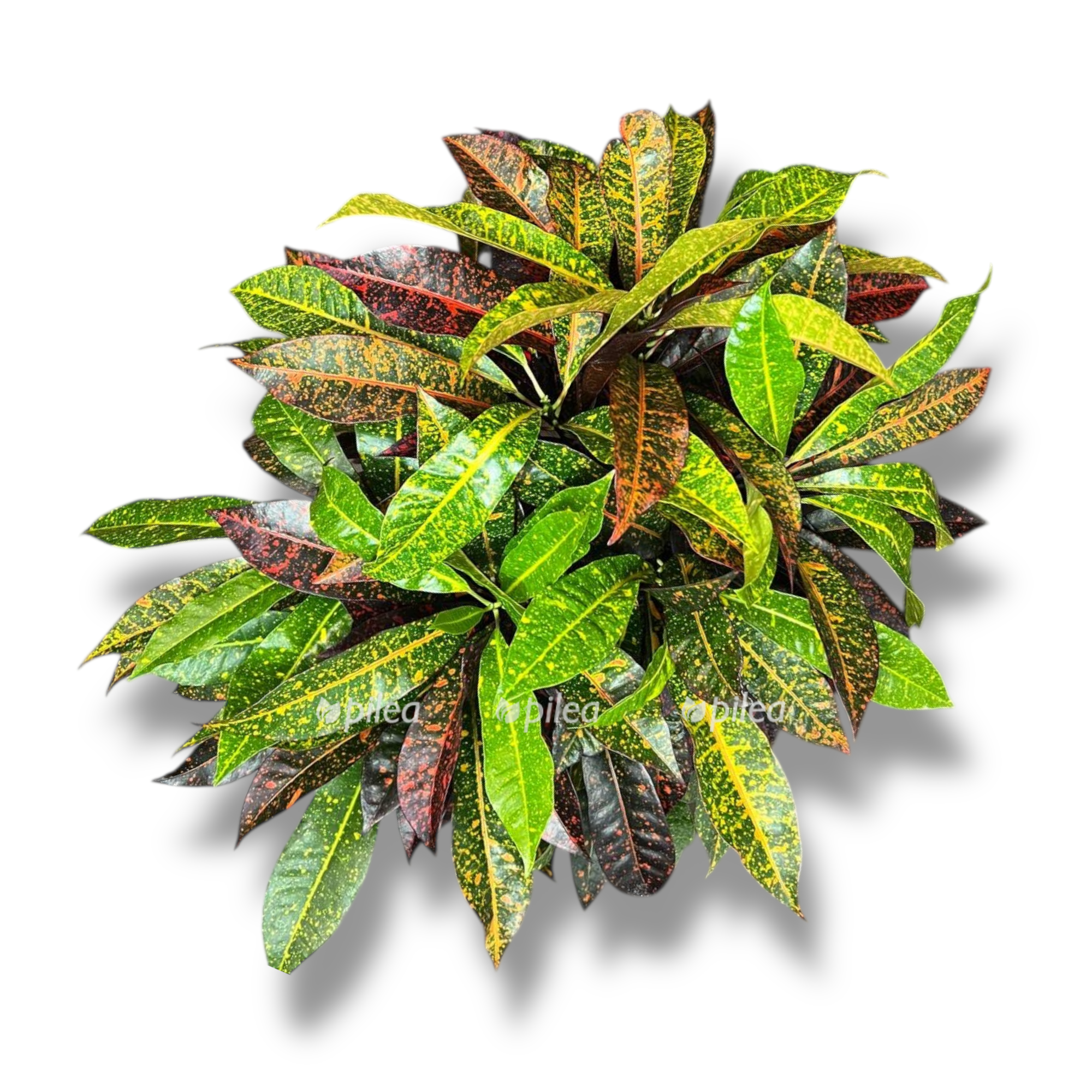 sansevieriya futura superba