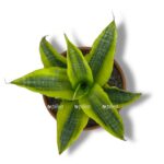 sansevieriya gabriella variegata