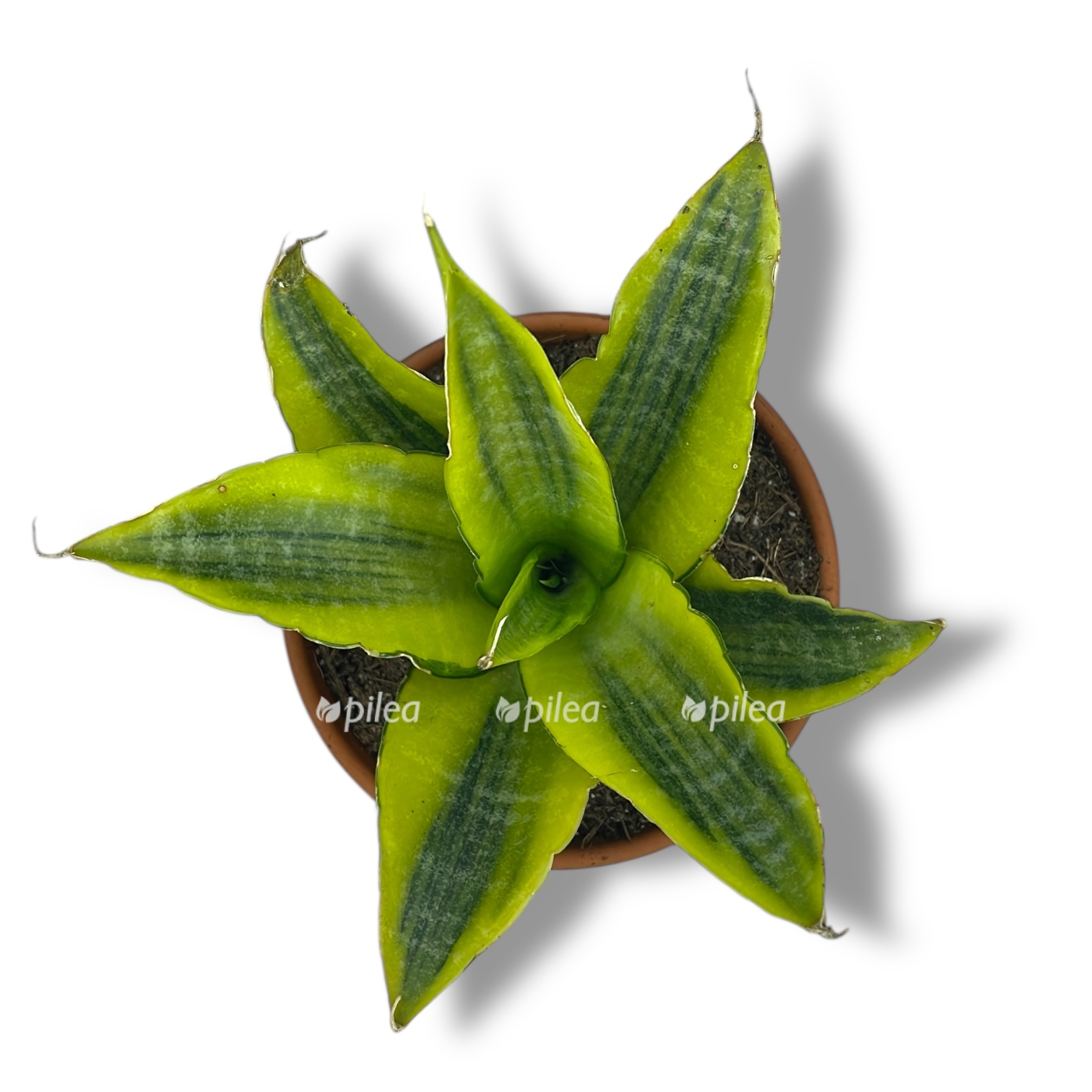 sansevieriya gabriella variegata