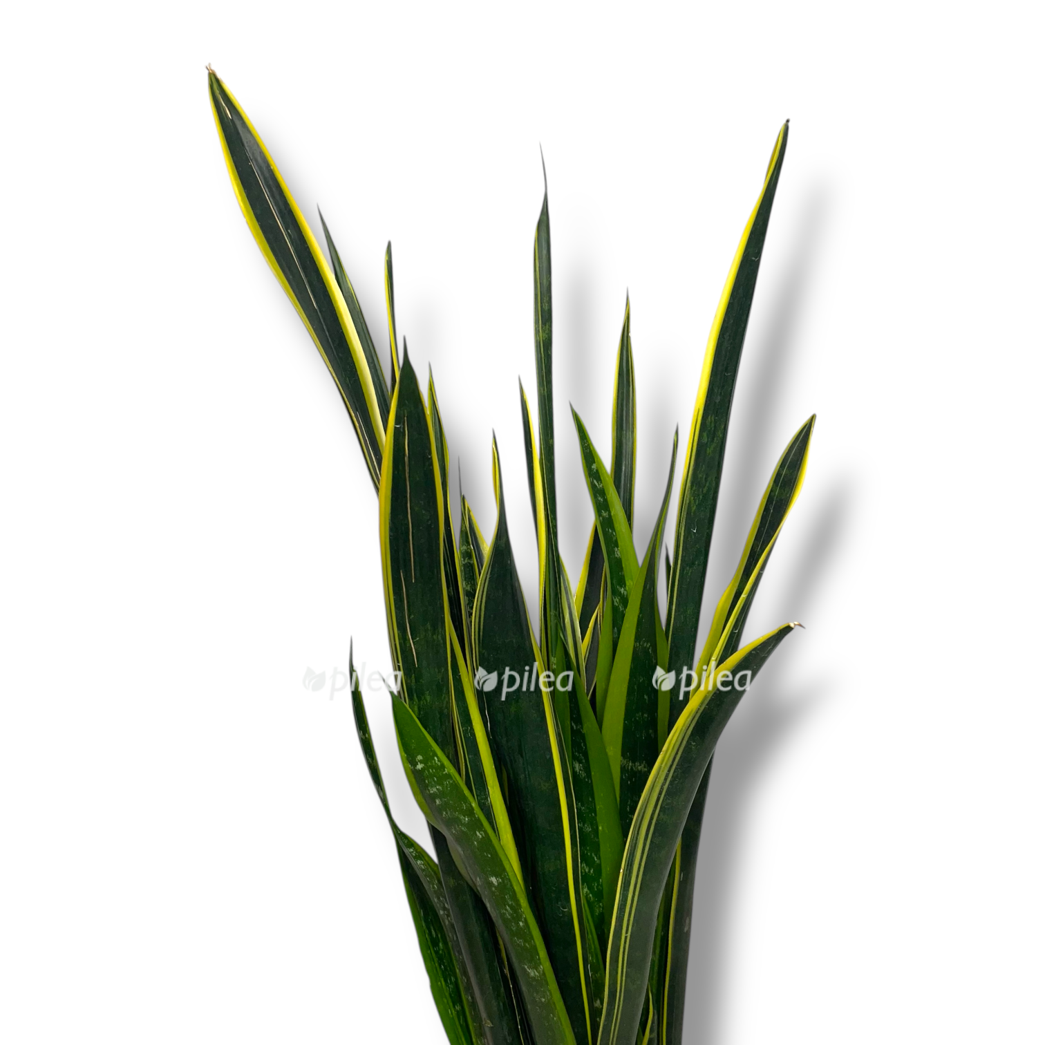 sansevieriya golden ellou