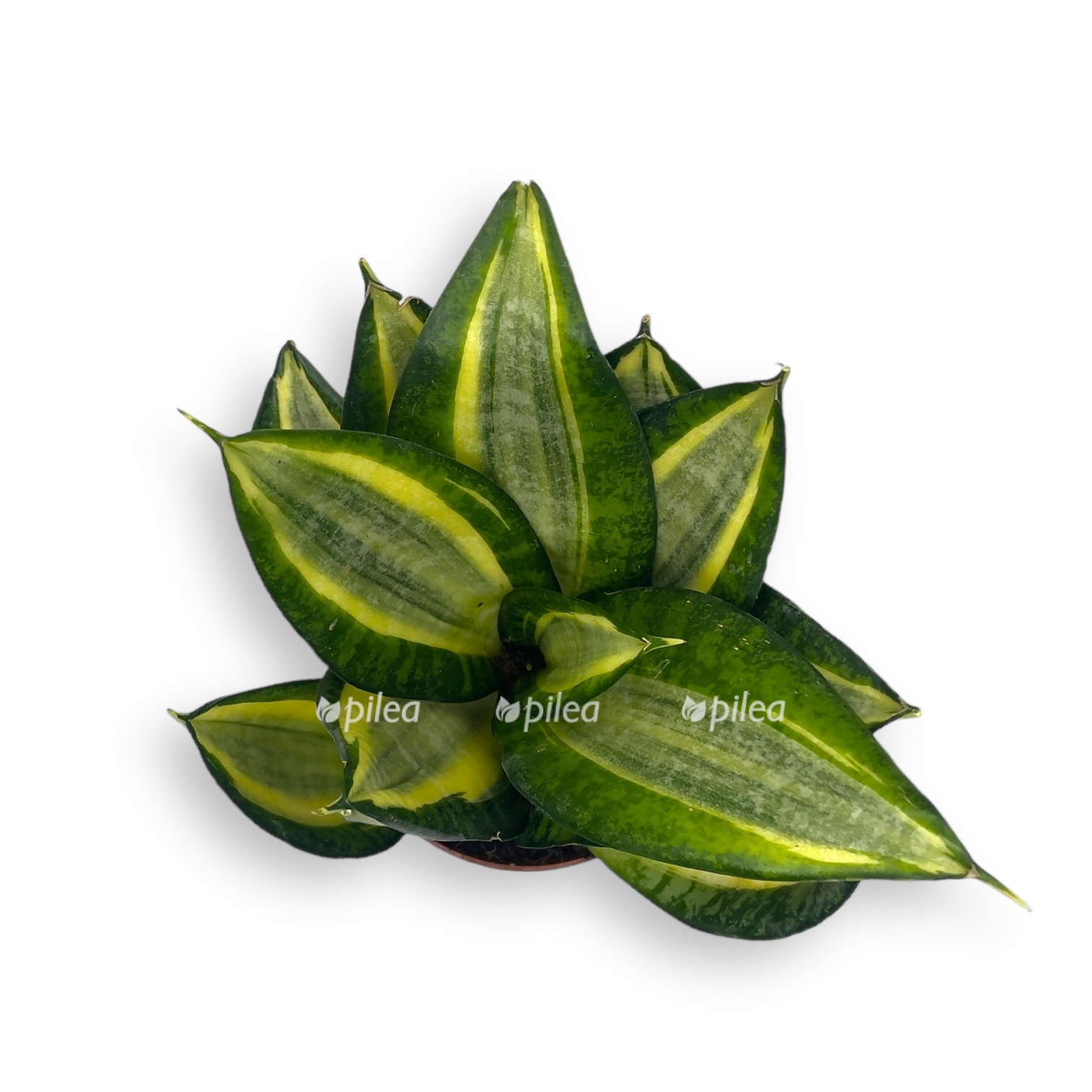 sansevieriya golden hanni