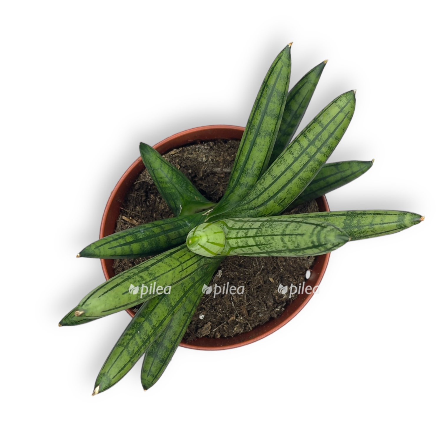 sansevieriya inti 20 sm