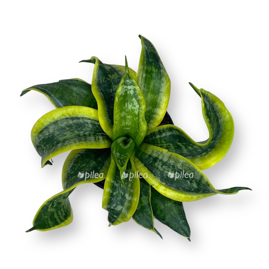 sansevieriya kalmar hanni